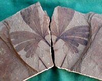 Ginkgo biloba. Fossile de ginkgo biloba. Cliquer pour agrandir l'image.