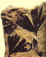 Ginkgo biloba. Fossile. Cliquer pour agrandir l'image.