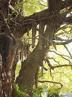 Ginkgo biloba. Chichi. Cliquer pour agrandir l'image.