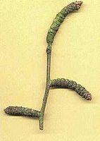 Ginkgo biloba. Bourgeon. Cliquer pour agrandir l'image.