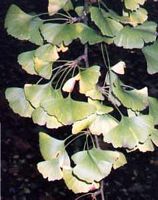 Ginkgo biloba. Feuillage. Cliquer pour agrandir l'image.
