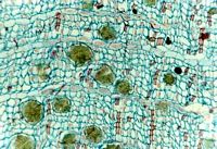 Ginkgo biloba. Cristaux dans l'écorce de ginkgo biloba. Cliquer pour agrandir l'image.