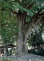 Ginkgo biloba. Tronc. Cliquer pour agrandir l'image.