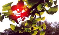 Ginkgo biloba. Feuillage de ginkgo biloba. Cliquer pour agrandir l'image.