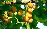 Ginkgo biloba. Fruits. Cliquer pour agrandir l'image.