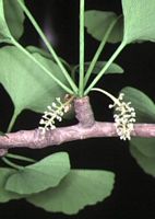 Ginkgo biloba. Fleur mâle. Cliquer pour agrandir l'image.