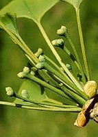 Ginkgo biloba. Fleur femelle. Cliquer pour agrandir l'image.