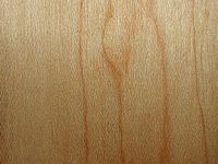 Ginkgo biloba. Bois en coupe longitudinale. Cliquer pour agrandir l'image.