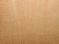 Ginkgo biloba. Bois en coupe radiale. Cliquer pour agrandir l'image.