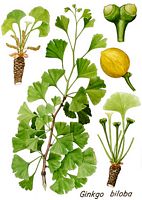 Ginkgo biloba. Dessin d'identification. Cliquer pour agrandir l'image.
