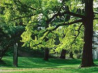 Ginkgo biloba. Cliquer pour agrandir l'image.
