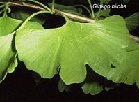 Ginkgo biloba. Feuille. Cliquer pour agrandir l'image.