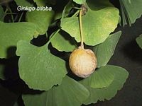 Ginkgo biloba. Ovule. Cliquer pour agrandir l'image.