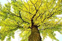 Ginkgo biloba. Houppier. Cliquer pour agrandir l'image.