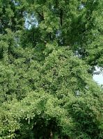 Ginkgo biloba. Plante. Cliquer pour agrandir l'image.