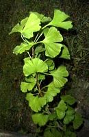 Ginkgo biloba. Rameau. Cliquer pour agrandir l'image.