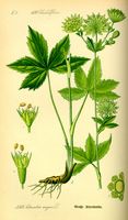 Grande astrance. Planche d'identification. Cliquer pour agrandir l'image.