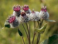 Grande bardane. Fleurs. Cliquer pour agrandir l'image.