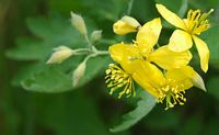 Grande chélidoine. Fleurs, Côtes de Clermont. Cliquer pour agrandir l'image.