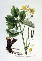 Grande chélidoine. Planche d'identification Flora batava. Cliquer pour agrandir l'image.