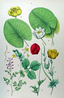 Grande chélidoine. 21. Grande chélidoine. Cliquer pour agrandir l'image.