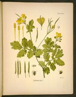 Grande chélidoine. Planche d'identification Koehler. Cliquer pour agrandir l'image.