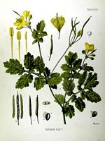 Grande chélidoine. Planche d'identification Koehler. Cliquer pour agrandir l'image.