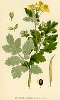 Grande chélidoine. Planche d'identification Linnemand. Cliquer pour agrandir l'image.