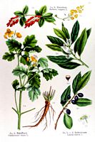 Grande chélidoine. 3. Grande chélidoine. Cliquer pour agrandir l'image.