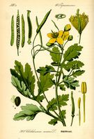 Grande chélidoine. Planche d'identification Thomé. Cliquer pour agrandir l'image.