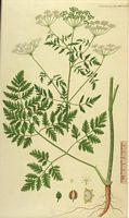 Grande cigüe. Planche d'identification Flora danica. Cliquer pour agrandir l'image.