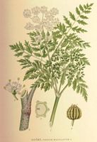 Grande cigüe. Planche d'identification Linnemand. Cliquer pour agrandir l'image.