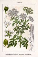 Grande cigüe. Planche d'identification Sturm. Cliquer pour agrandir l'image.