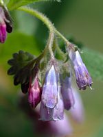 Grande consoude. Fleurs Aux Roches. Cliquer pour agrandir l'image.