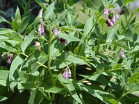 Grande consoude. Plante Aux Roches. Cliquer pour agrandir l'image.