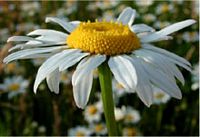 Grande marguerite. Fleur. Cliquer pour agrandir l'image.