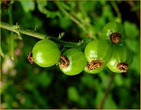 Groseillier des rochers. Fruits verts. Cliquer pour agrandir l'image.