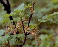 Groseillier des rochers. Fleurs. Cliquer pour agrandir l'image.