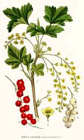 Groseillier rouge. Planche d'identification Linnemand. Cliquer pour agrandir l'image.