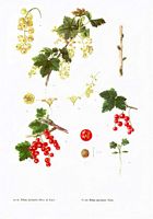 Groseilliers. Planche d'identification. Cliquer pour agrandir l'image.