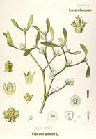 Gui des feuillus. Dessin d'identification. Cliquer pour agrandir l'image.