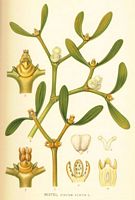 Gui des feuillus. Dessin d'identification. Cliquer pour agrandir l'image.