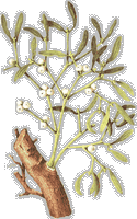Gui des feuillus. Dessin de la plante. Cliquer pour agrandir l'image.