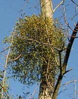 Gui des feuillus. Plante. Cliquer pour agrandir l'image.