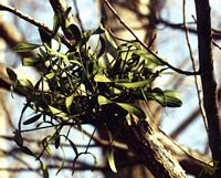 Gui des feuillus. Plante. Cliquer pour agrandir l'image.