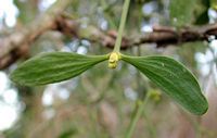 Gui des feuillus. Feuilles alternes. Cliquer pour agrandir l'image.