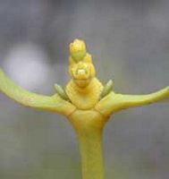 Gui des feuillus. Fleur femelle. Cliquer pour agrandir l'image.