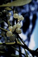 Gui des feuillus. Fruits. Cliquer pour agrandir l'image.