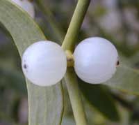 Gui des feuillus. Fruits. Cliquer pour agrandir l'image.