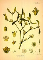 Gui des feuillus. Dessin d'identification. Cliquer pour agrandir l'image.